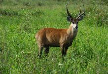 Espécie exclusiva de cervídeo pode ter habitat natural na região de Vilhena