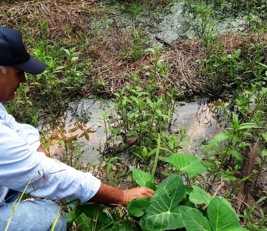 “Não apenas evitar o desperdício, mas conservar nascentes garante água potável a RO”, afirma engenheira