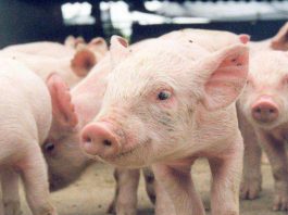 Abate de suínos sobe 3,4% em 2018 e fecha ano com recorde, diz IBGE