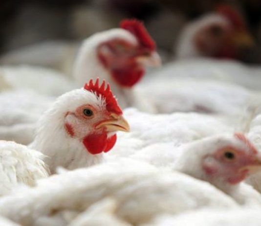 Avicultura nacional tem recuperação significativa durante o mês de fevereiro