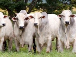 Abate bovino aumenta 3,5% frente a 2017; volume é o maior desde 2014