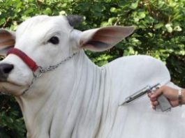 Suspensão da vacinação contra febre aftosa é adiada para maio de 2020