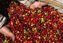 Colheita de café deve intensificar na próxima semana, aponta dados do Cepea