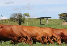 Frigoríficos pagam até 23% a mais por raça senepol