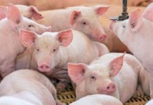 Fiscalização é intensificada para evitar ingresso da peste suína africana no Brasil