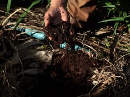 Técnicas sustentáveis de plantio preservam o solo e aumentam rendimento da produção