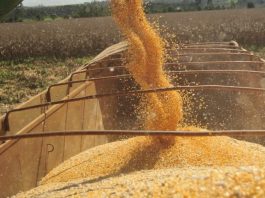 IBGE prevê alta de 1,6% na safra de grãos de 2019