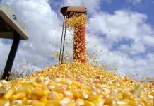 Produção de milho é reajustada e disponibilidade pode atingir novo recorde