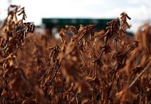 Colheita de soja no Brasil vai a 88% da área cultivada, diz Agrural