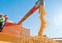 Valor da produção agropecuária é de R$ 588,8 bilhões