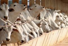 Investir na formulação da dieta evita prejuízos no confinamento