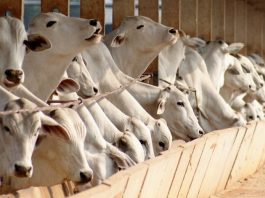 Investir na formulação da dieta evita prejuízos no confinamento