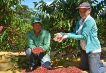 Pesquisa ajuda indígenas a produzir café com qualidade