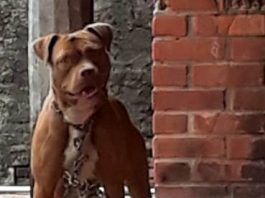 Família procura cadela desaparecida próximo a Unir