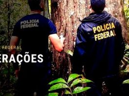 PF deflagra operação contra desmatamento ilegal na floresta amazônica