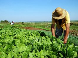 Fortalecer a agricultura familiar de RO através de cooperativas é tema de discussão entre setores estratégicos do agronegócio