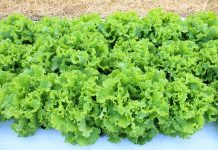 Embrapa lança nova variedade de alface tolerante ao calor