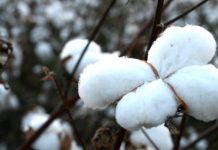 Conab revela que RO é terceiro maior produtor de algodão da Região Norte