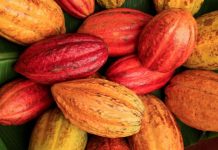 Brasil pode ter cacau reconhecido por organização internacional