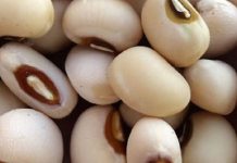 Embrapa lança feijão transgênico para enfrentar o mosaico-dourado