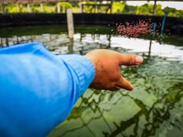 Projeto de piscicultura avança na Fazenda Futuro com mais de 500 alevinos de tambaqui