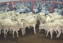 Nesse domingo, APAE promove leilão beneficente para contratar fisioterapeuta