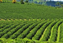 Áreas exploradas com produção de café no Brasil ocupa 1,84 milhão de hectares em 2019