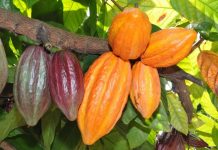 Mapa busca medidas preventivas para conter Monilíase do cacaueiro no país