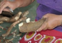 Fortalecimento da agroindústria visa alavancar economia de Rondônia