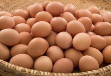Produção de ovos de galinha cresce 6% no primeiro trimestre
