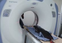 Pesquisa utiliza equipamentos médicos para análise de pirarucu