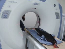 Pesquisa utiliza equipamentos médicos para análise de pirarucu