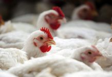 Brasil recorre à OMC contra barreira da Indonésia para venda de frango