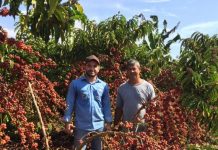 Matas de Rondônia é a marca que o Estado pretende oferecer ao mercado mundial como o primeiro café robusta sustentável