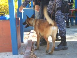 Com foco no combate à criminalidade, policiais participam de treinamento com cães farejadores em Vilhena
