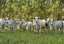 Pesquisa mostra que integração da pecuária com floresta traz beneficios para produção animal