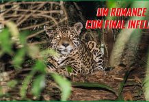 “OPINIÃO DE PRIMEIRA”: feminicídio no mundo animal: Gretchen, nossa onça de três patas foi morta no acasalamento