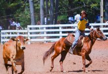 Prova do Laço de Colorado terá R$ 30 mil em prêmios
