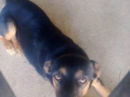 Dona procura por cachorra perdida na sexta-feira no Jardim ElDorado