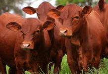 Genética Senepol gera receita de até 470%, aponta estudo