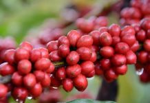 Funcafé ultrapassa R$ 3,5 bi em desembolsos na safra 2018/2019 e bate recorde