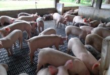 Criadores de suínos, ovinos e caprinos devem cadastrar rebanhos na Idaron a partir de agosto