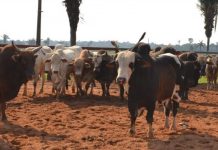 Guia eletrônica de transporte animal em smartphones facilita rotina de trabalho em RO