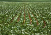 Venda de defensivos agrícolas cai nos últimos anos