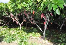 Protocolo de segurança estabelece medidas para evitar entrada de praga em plantações de cacau no Brasil