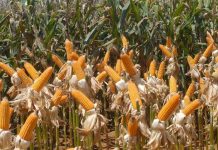 Vendas externas do agronegócio em julho somam US$ 9,2 bi