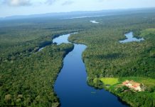 Ministra firma contrato público-privado garantindo a produção sustentável em floresta rondoniense