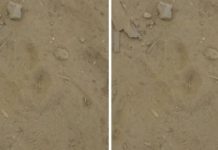 Onça assusta moradores em bairro de Ji-Paraná