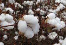 Zoneamento agrícola do algodão herbáceo é atualizado para safra 2019/2020