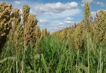 Estudo revela por que sistemas de integração lavoura-pecuária emitem menos óxido nitroso